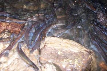 Rainbow smelt schooling near bottom.