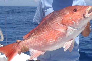 red-snapper-OLE.jpg