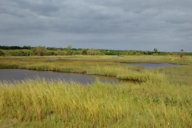 restored marsh in Florida after hurricane matthew.jpg