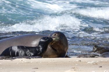 2400x1800_Hawaiian_monk_seal_mom_pup