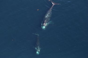 2 Right whales from above.
