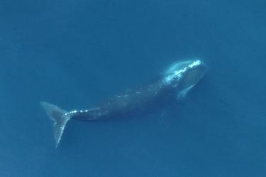 Right whale feeding