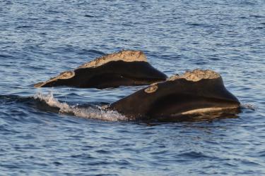 Two right whales swimming side by side. 