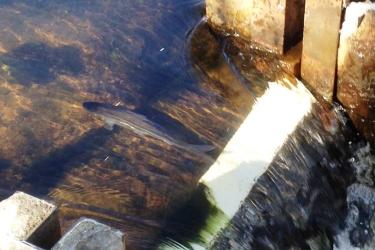 Fish ladder with fast moving water and a river herring swimming upstream. 