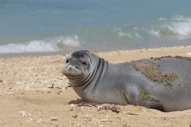 A Hawaiian monk seal lays on the beach with its head raised, with small waves in the background.