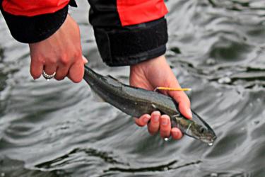 Person holding fish above water