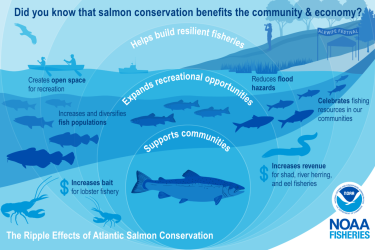Infographic showing the ripple effects of Atlantic salmon conservation and benefits of salmon conservation