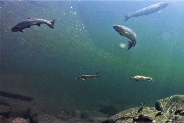 Sandy Salmon 2019  (9)_wide_contrast.png
