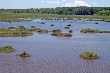 scallahan1_marsh.SM_.jpg