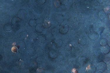 Scallops and scallop outlines on the sea bed. 