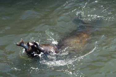 sea-lion-eating-salmon-2.jpg
