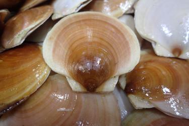 Sea scallops