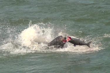 sea_lion_salmon.jpg