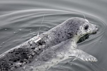 Seal swimming in the water 