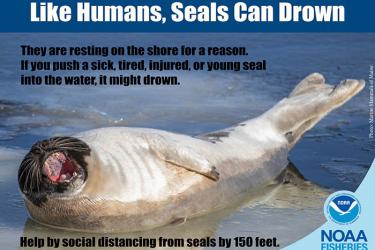 Seals can drown_700x500.jpg