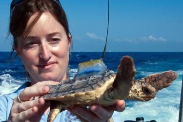 seaturtle_migrationroute_revealed.jpg