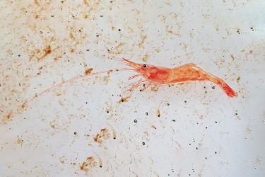 Orange shrimp standing on dirty white table
