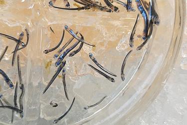 Sablefish larvae swimming in a lab tank