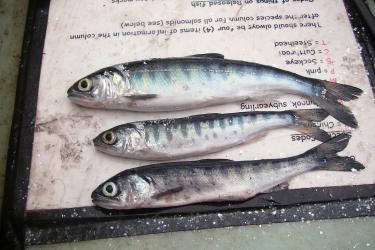 skinny coho.jpg