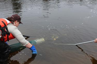 Worker with large hose stocking smolt, river is calm, hand holding a pole is seen on the right.