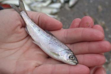 Smolt in hand