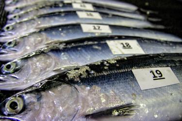 Sockeye salmon juveniles on a table. Cards with numbers are on top of the fish. 