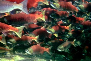 Group of salmon swimming in the ocean. 