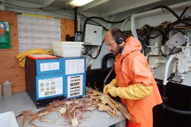 southeasternBeringSeaBottomtrawl.jpg