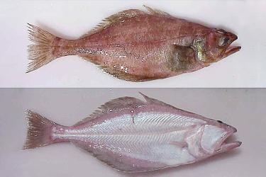 Two images of the arrowtooth flounder. Top image: side with the eyes on it, bottom image: side of the fish without eyes