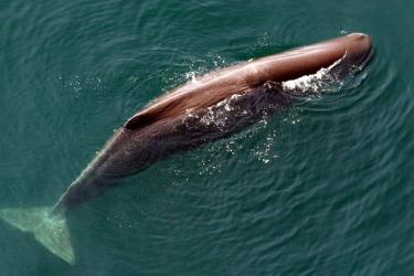 sperm-whale-christin-khan-noaa.jpg