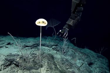 sponge-ex1605-feature.jpg