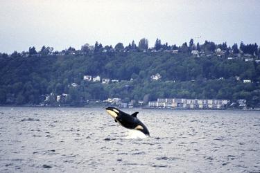 Springer Breaching.jpg