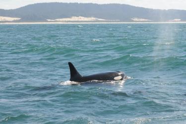 SRKW off Coast.jpg