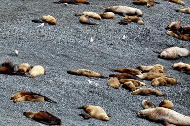 Sea lions sleeping on a beach of black gravel