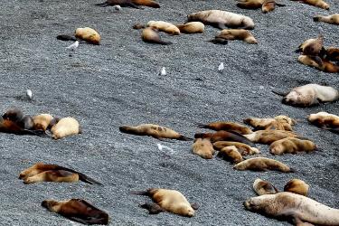 Sea lions sleeping on a beach of black gravel