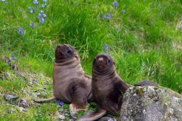 steller-sea-lion-pups-AFSC.jpg