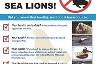 poster explaining why people shouldn't feed sea lions