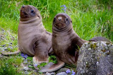 Two sea lion pups on grass 