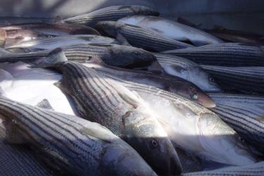 Striped bass, silver fish with lateral strips down the sides.