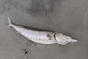 Sturgeon Hilton Head, SC 2020.jpg