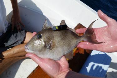 TaggedGrayTriggerfish_4 (1).jpg