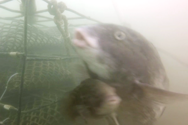  Two tautog swimming near aquaculture gear.