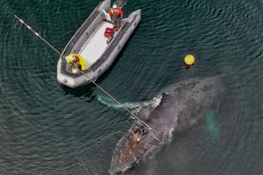 team on raft freeing an entangled whale