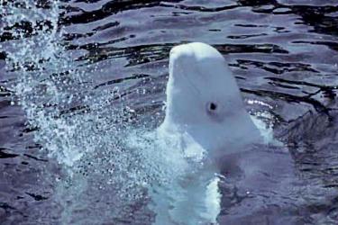 Whale swimming in water 