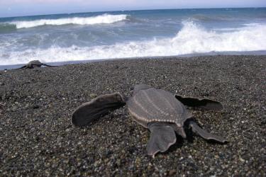 turtle_egg_rescue_01.jpg