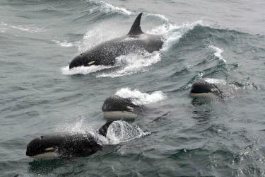 Type D_Jean-Pierre Sylvestre_BR-Orcinus orca-28112011-WSG-1340.jpg