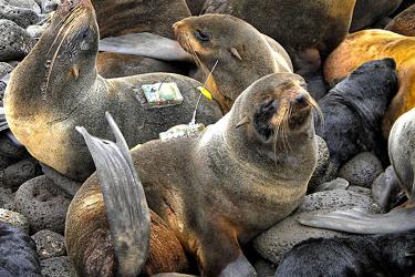 Rookery of seals with tags attached to their bodies