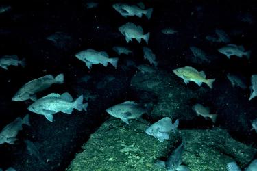 Group of fish swimming in the ocean near the seafloor 