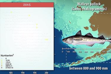 Infographic showing size of pollock in 2015