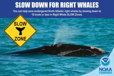 WEbstory opening pic slow zones_2.jpg